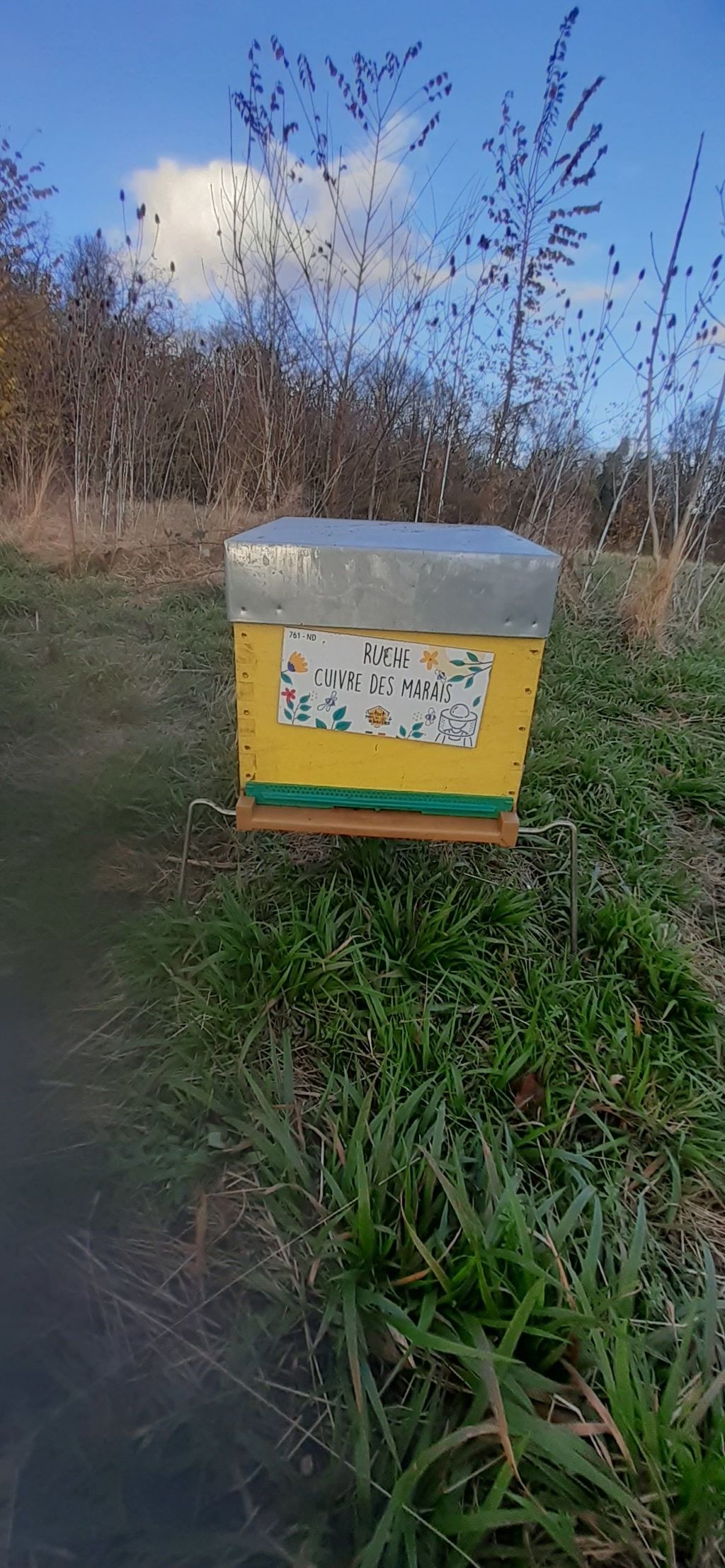 La ruche Cuivre des marais