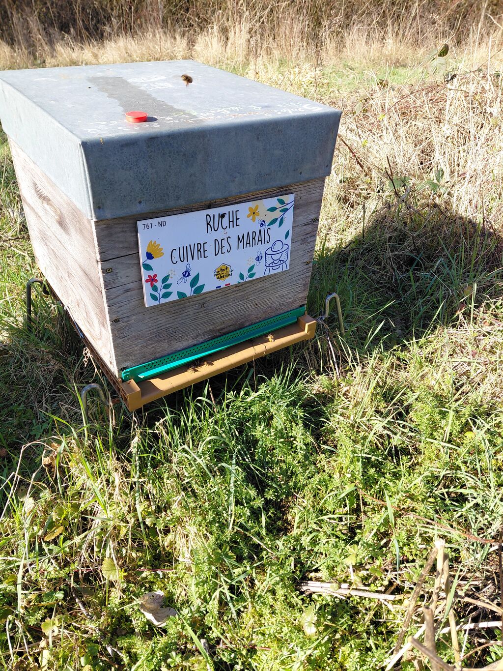 La ruche Cuivre des marais