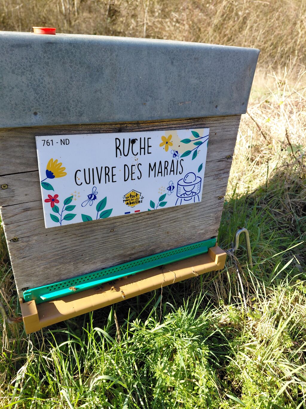 La ruche Cuivre des marais