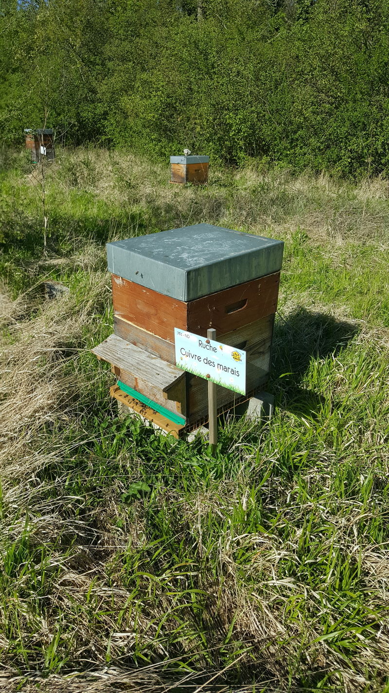 La ruche Cuivre des marais