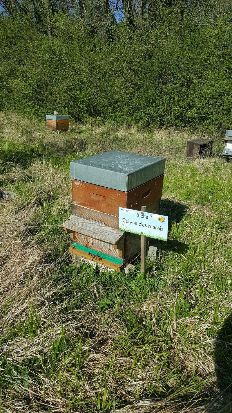 La ruche Cuivre des marais