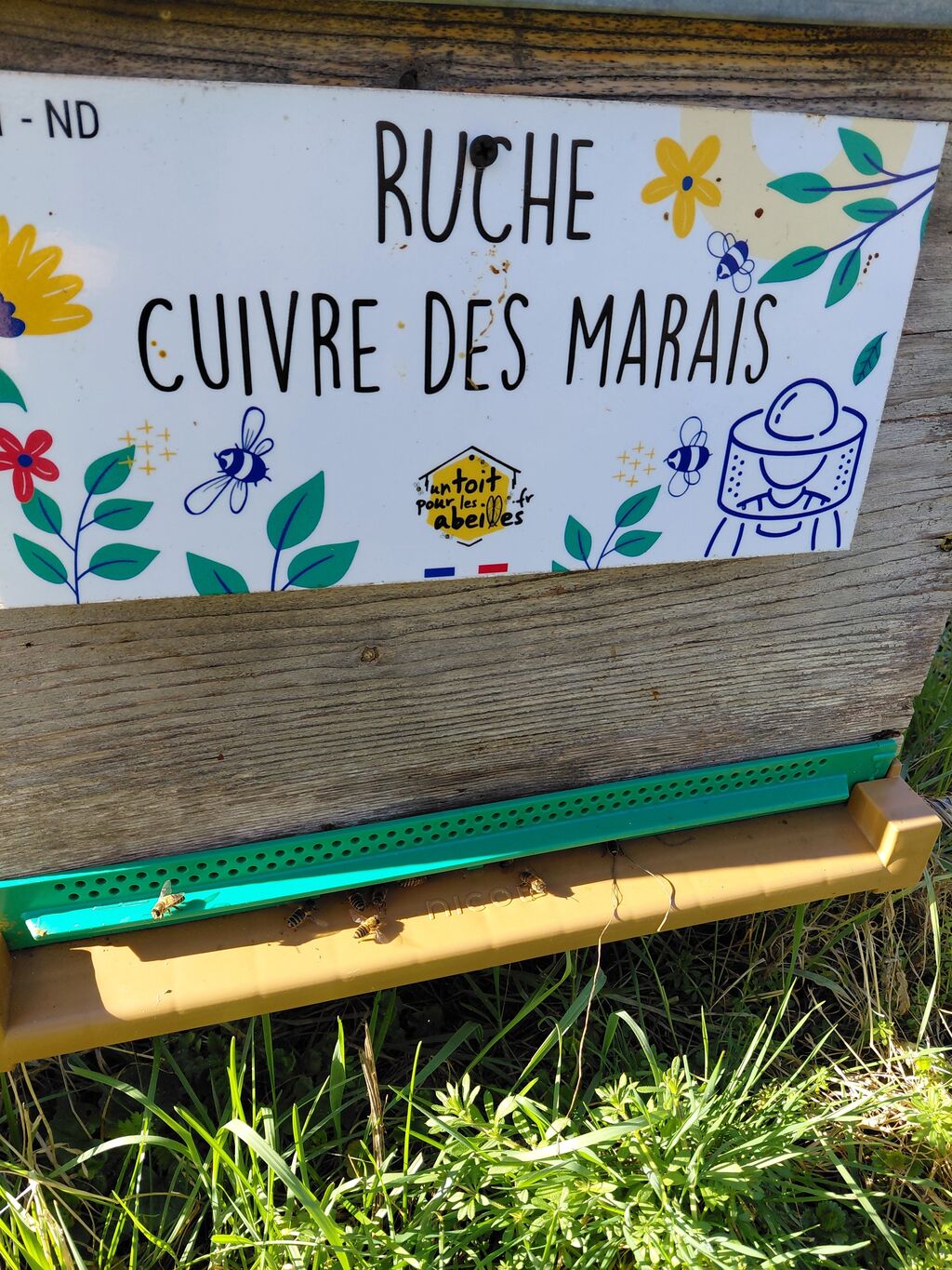 La ruche Cuivre des marais