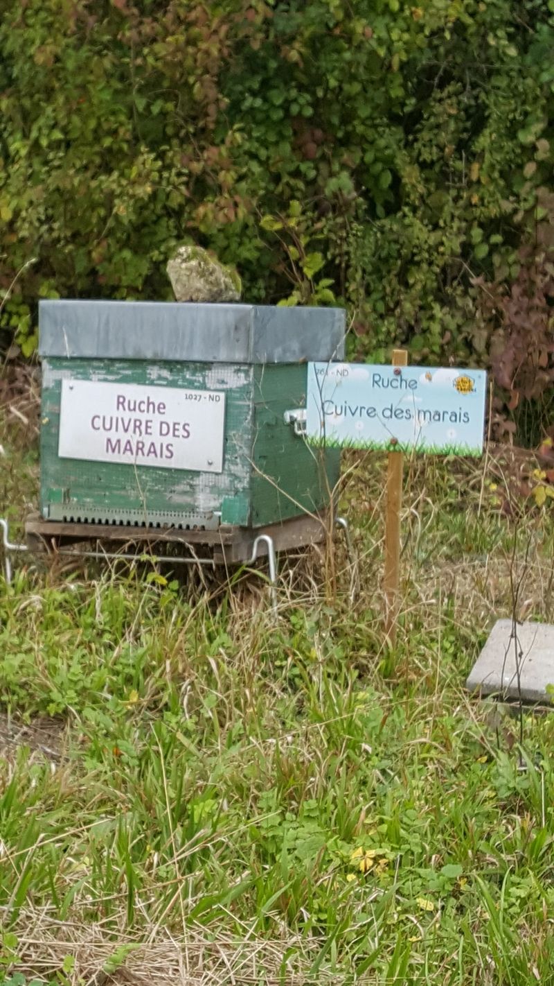 La ruche Cuivre des marais