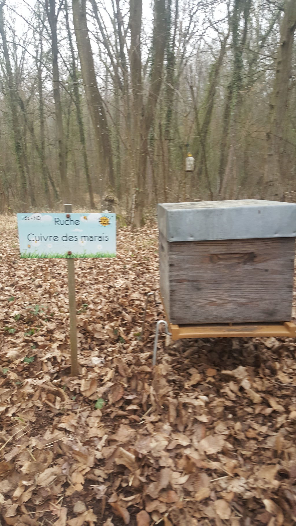 La ruche Cuivre des marais