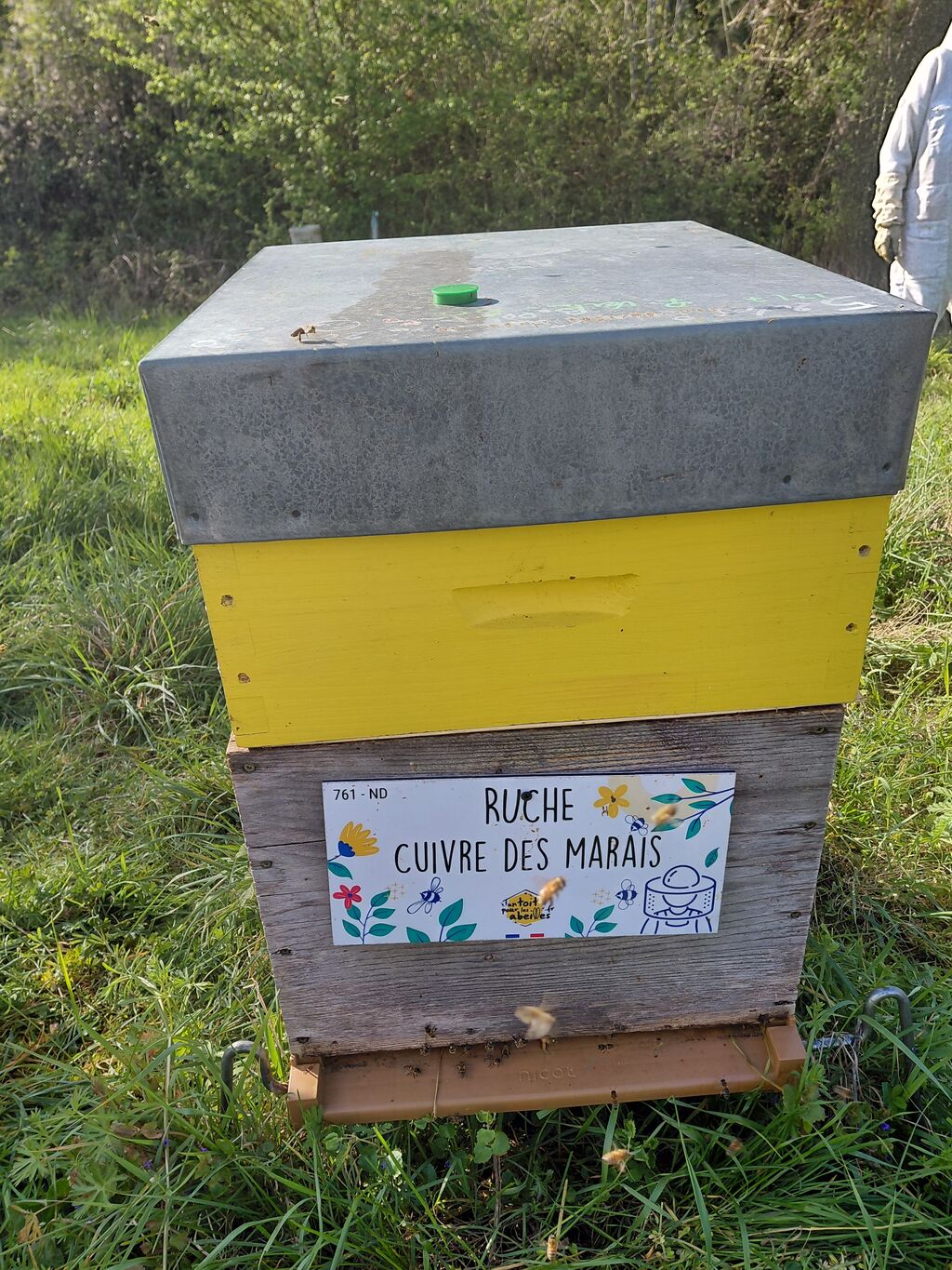 La ruche Cuivre des marais