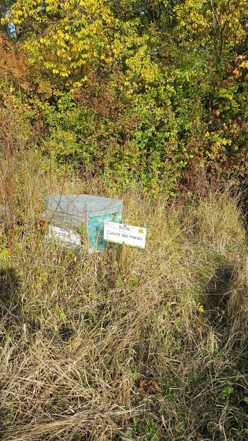 La ruche Cuivre des marais