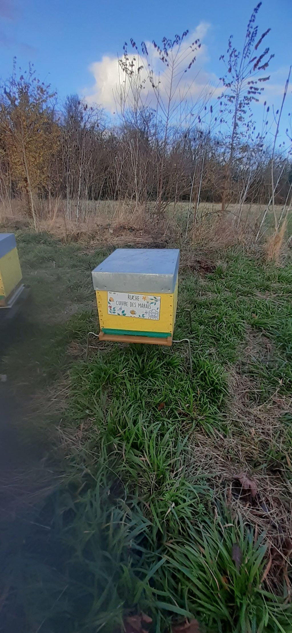 La ruche Cuivre des marais