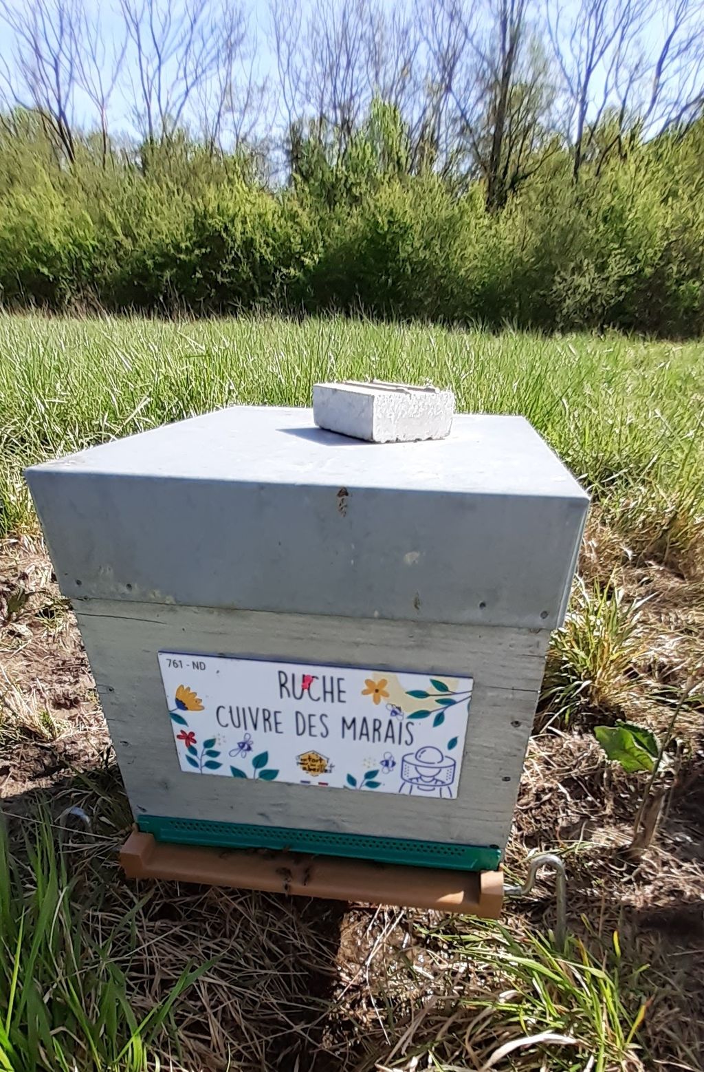 La ruche Cuivre des marais