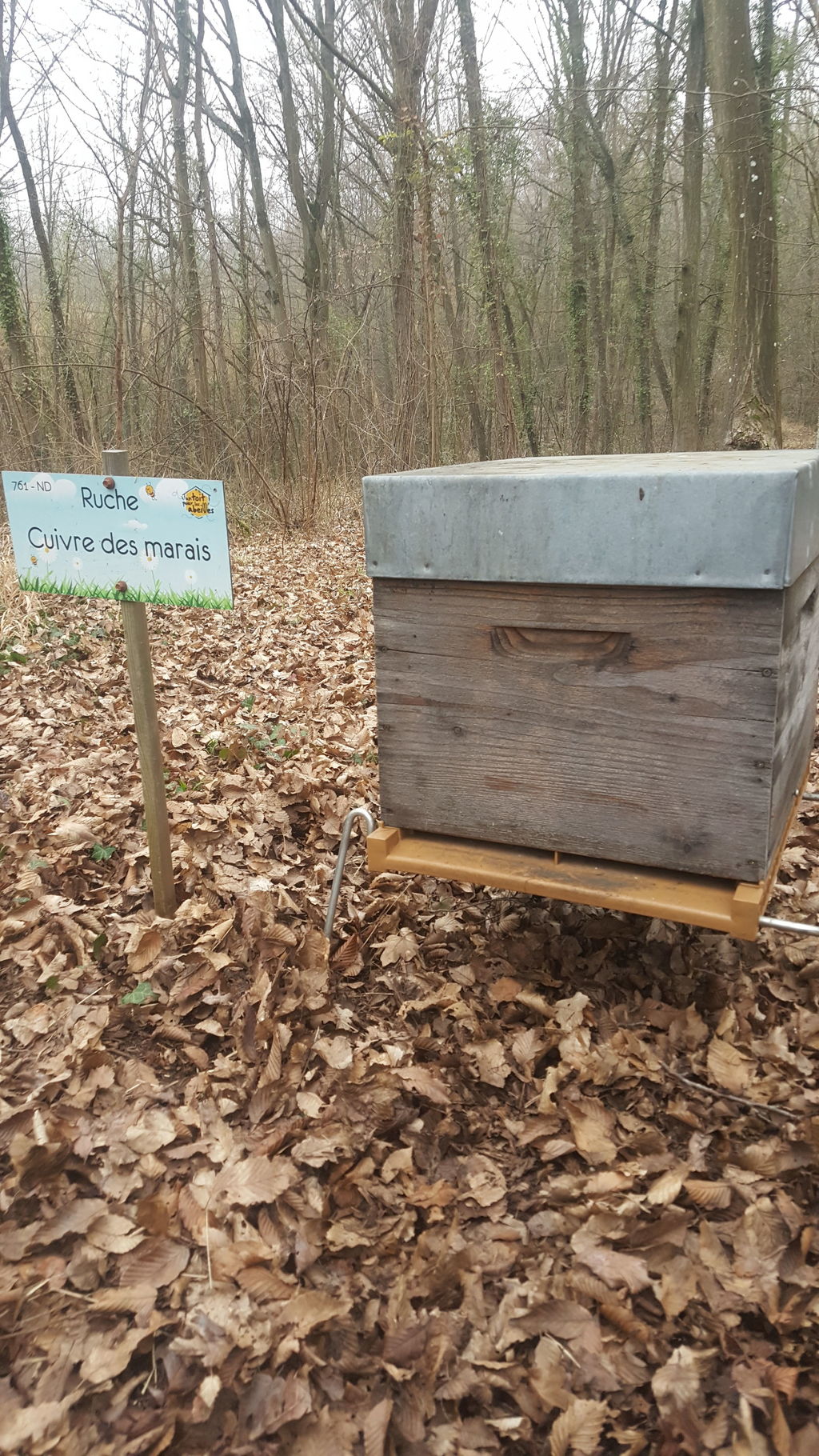 La ruche Cuivre des marais