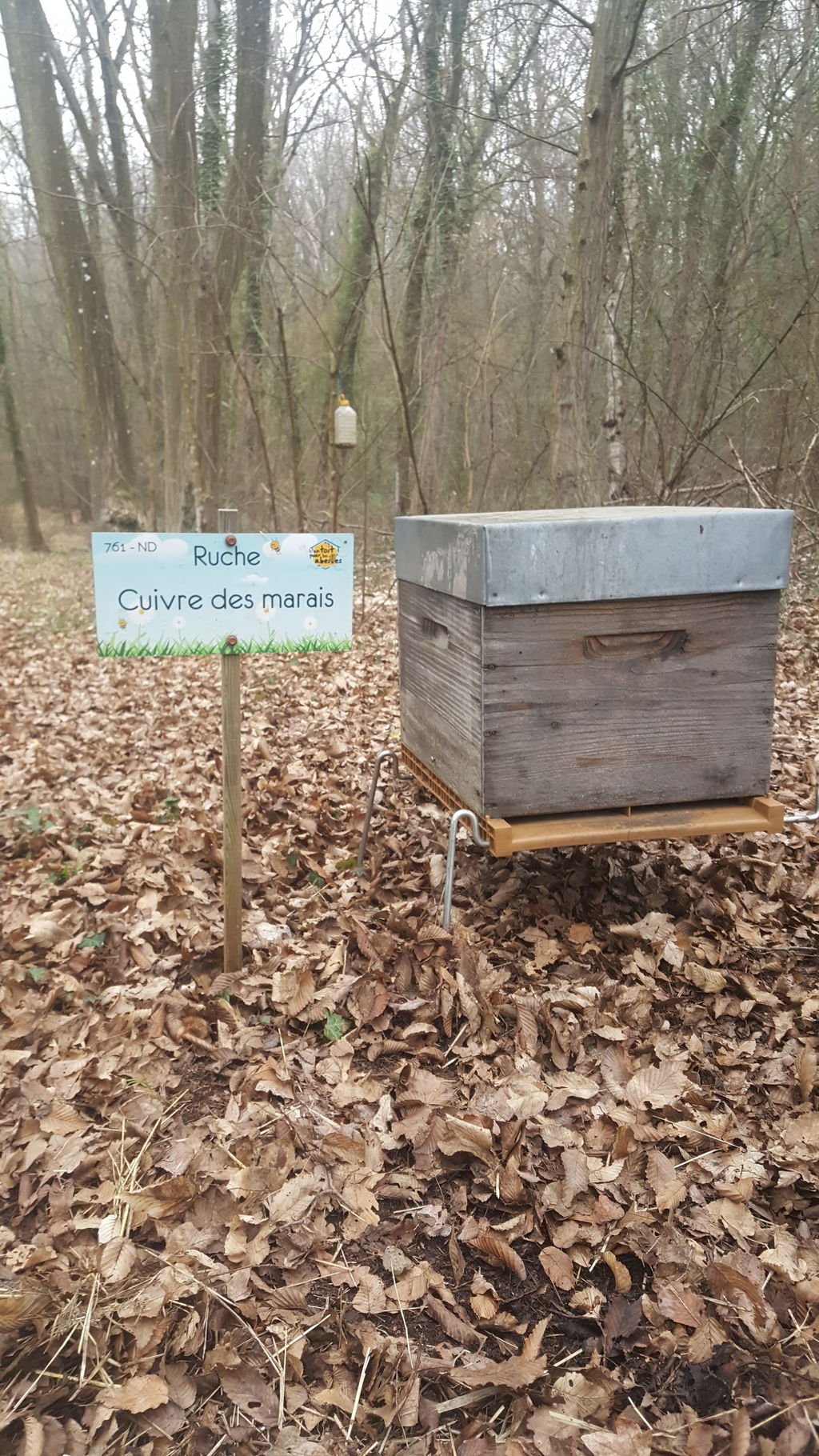 La ruche Cuivre des marais