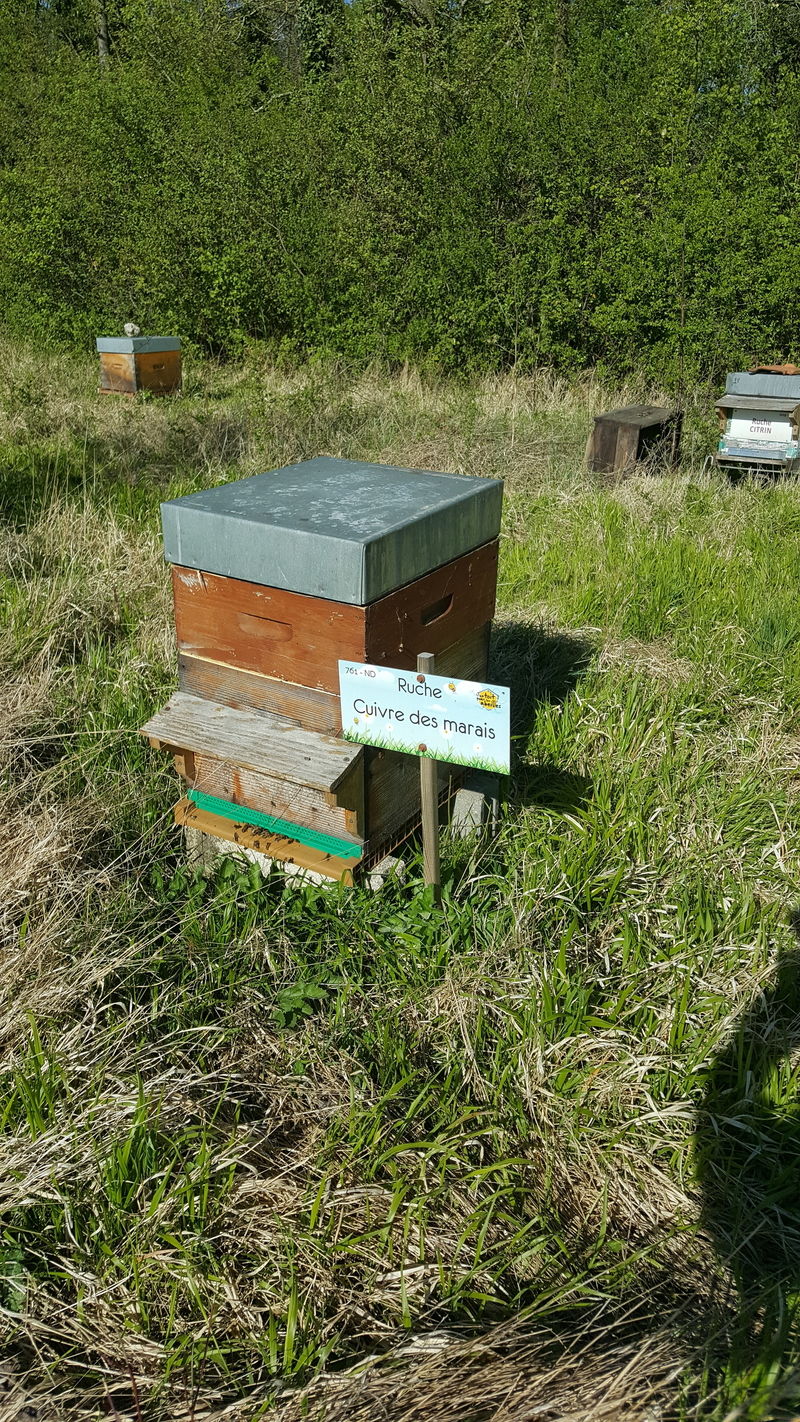 La ruche Cuivre des marais