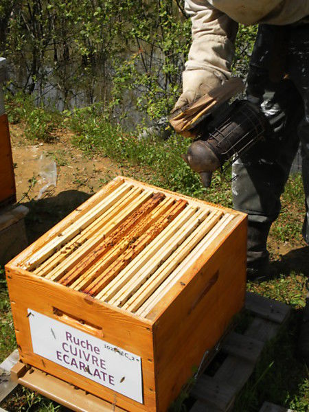 La ruche Cuivre écarlate