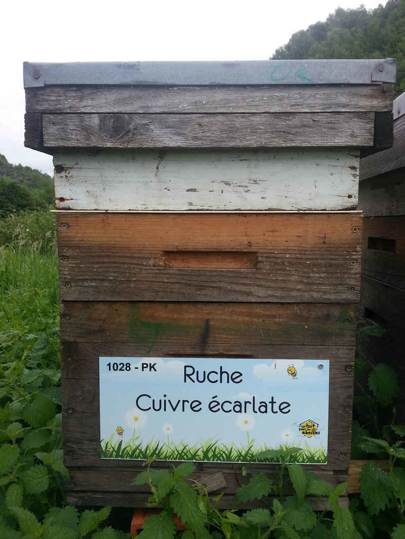 La ruche Cuivre écarlate
