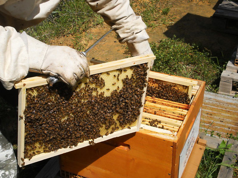 La ruche Cuivre écarlate