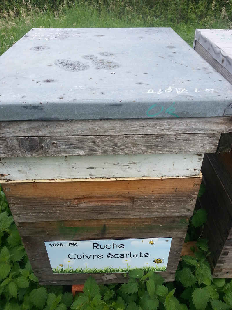 La ruche Cuivre écarlate
