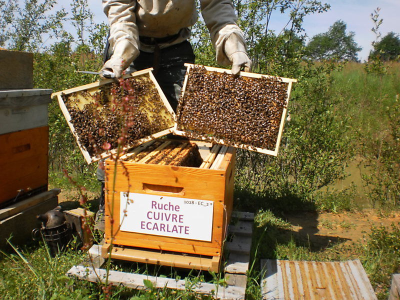 La ruche Cuivre écarlate