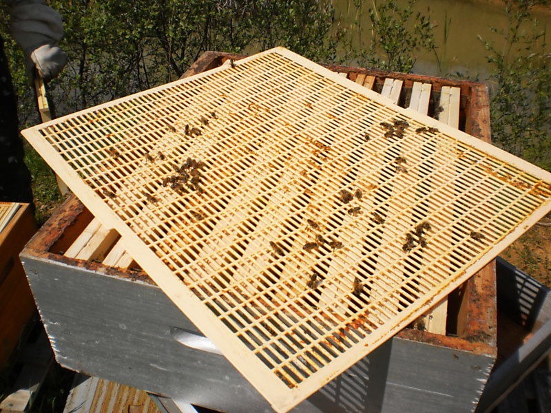 La ruche Cuivre écarlate