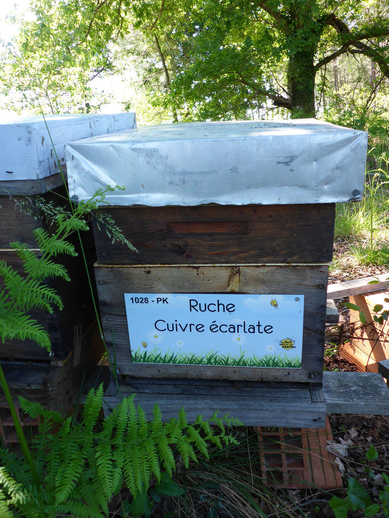 La ruche Cuivre écarlate