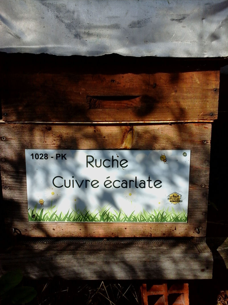 La ruche Cuivre écarlate