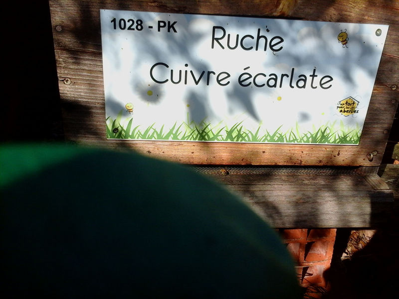 La ruche Cuivre écarlate