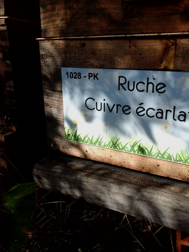 La ruche Cuivre écarlate