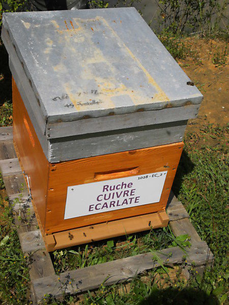 La ruche Cuivre écarlate