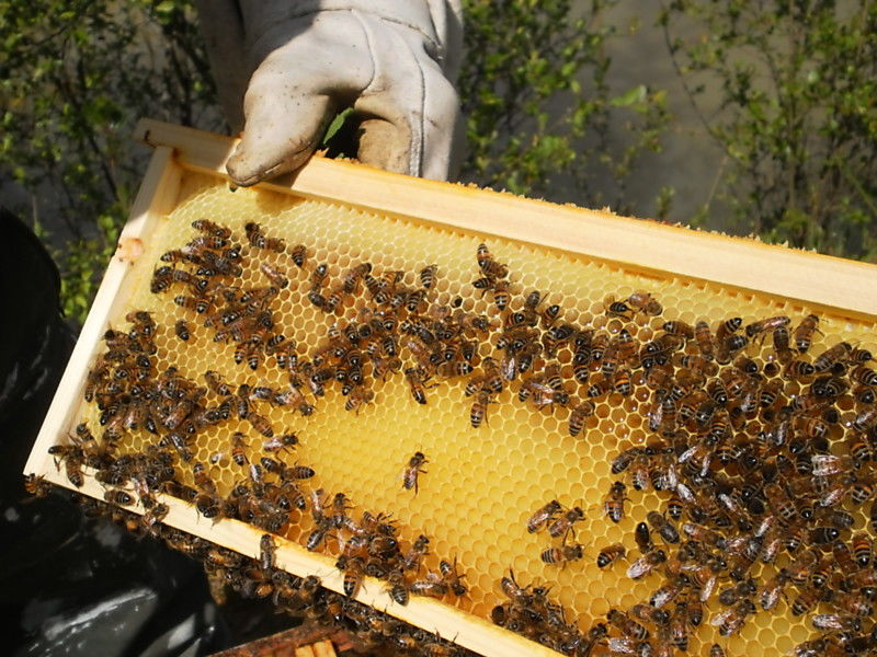 La ruche Cuivre écarlate