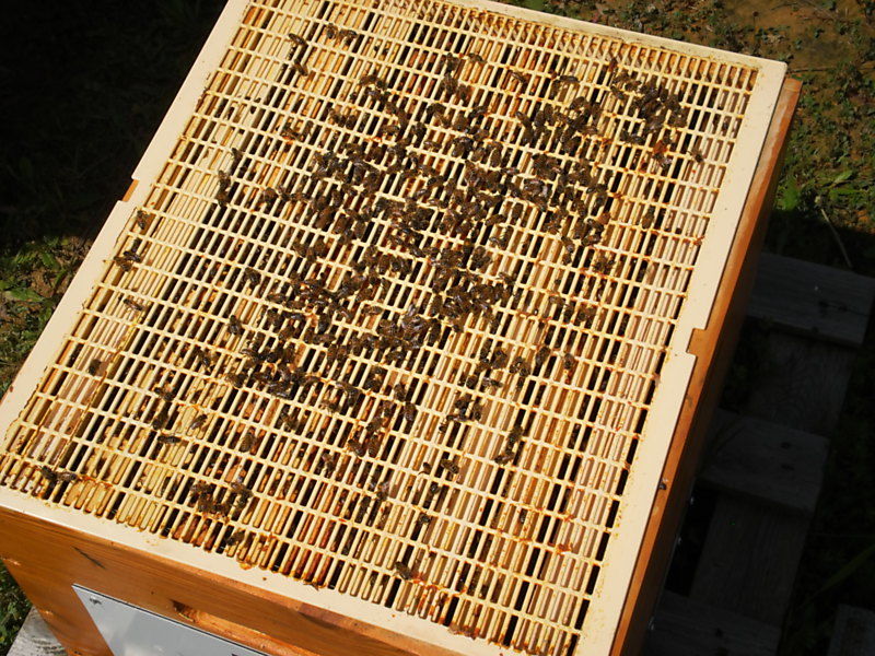 La ruche Cuivre écarlate