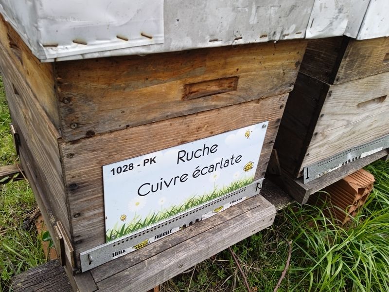 La ruche Cuivre écarlate
