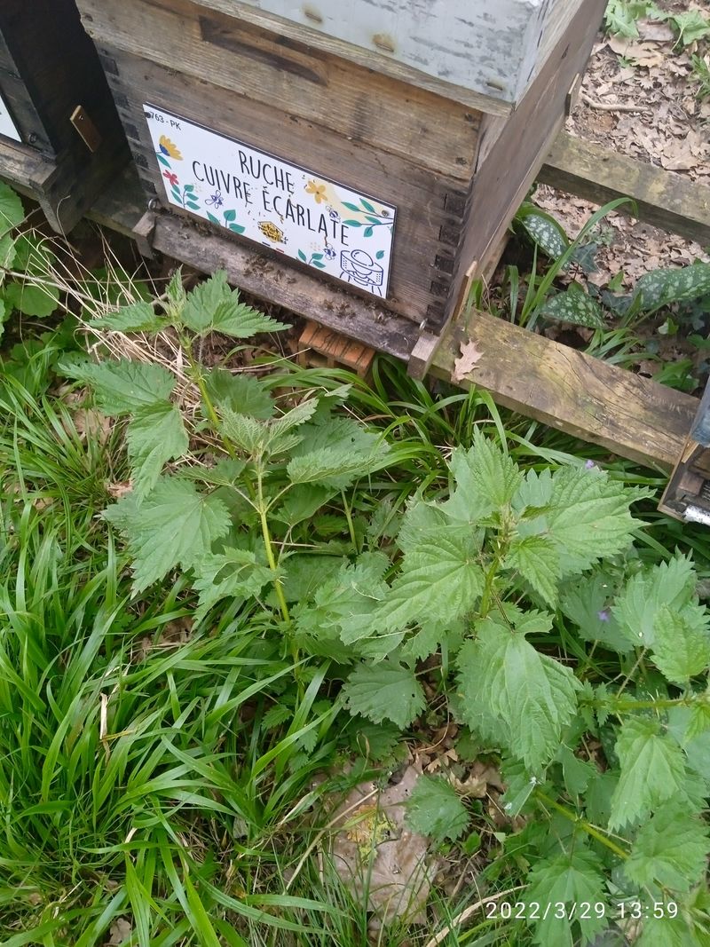 La ruche Cuivre écarlate