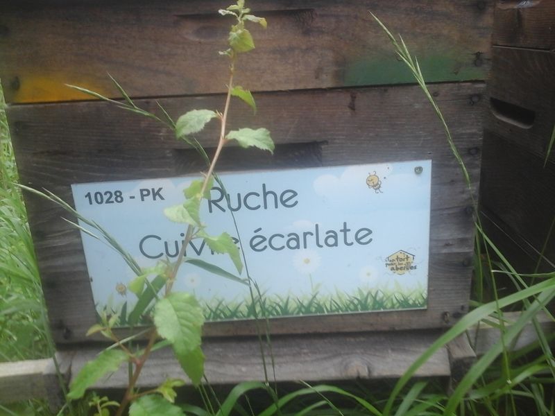 La ruche Cuivre écarlate