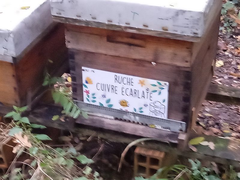 La ruche Cuivre écarlate