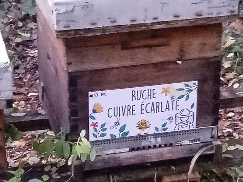 La ruche Cuivre écarlate
