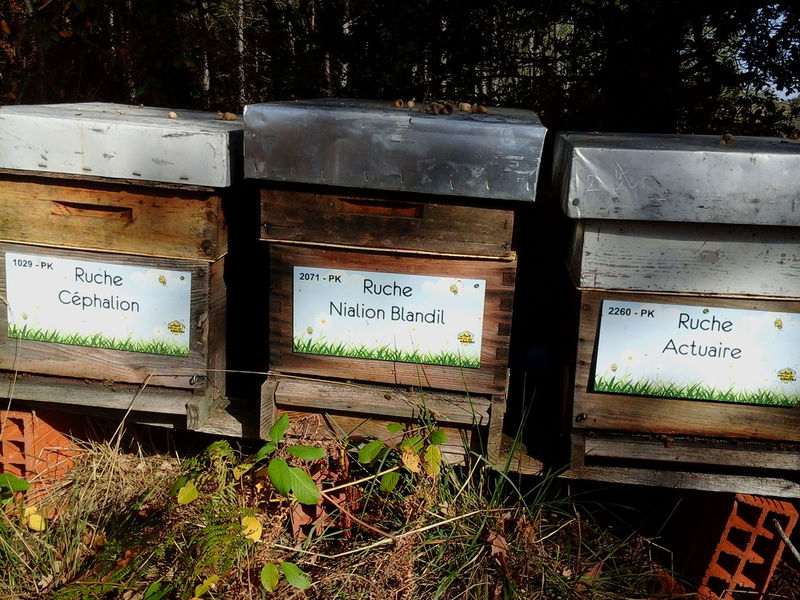 La ruche Céphalion