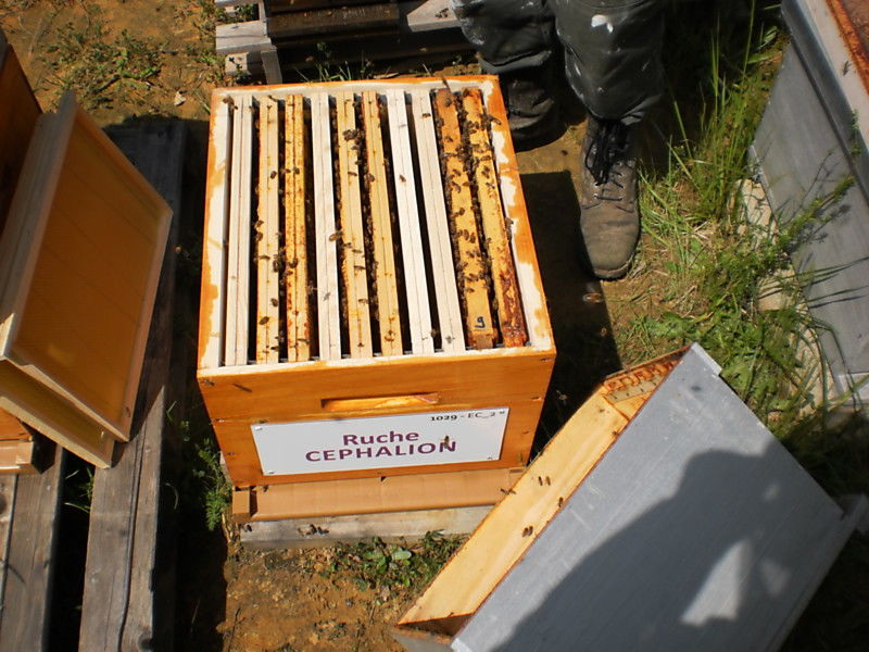 La ruche Céphalion
