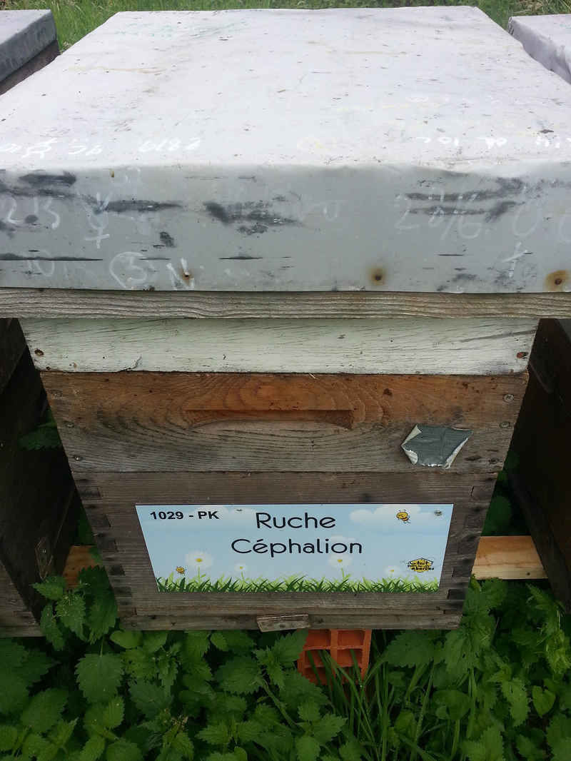 La ruche Céphalion