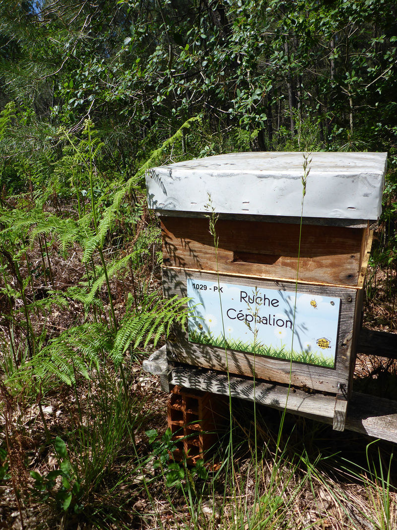La ruche Céphalion