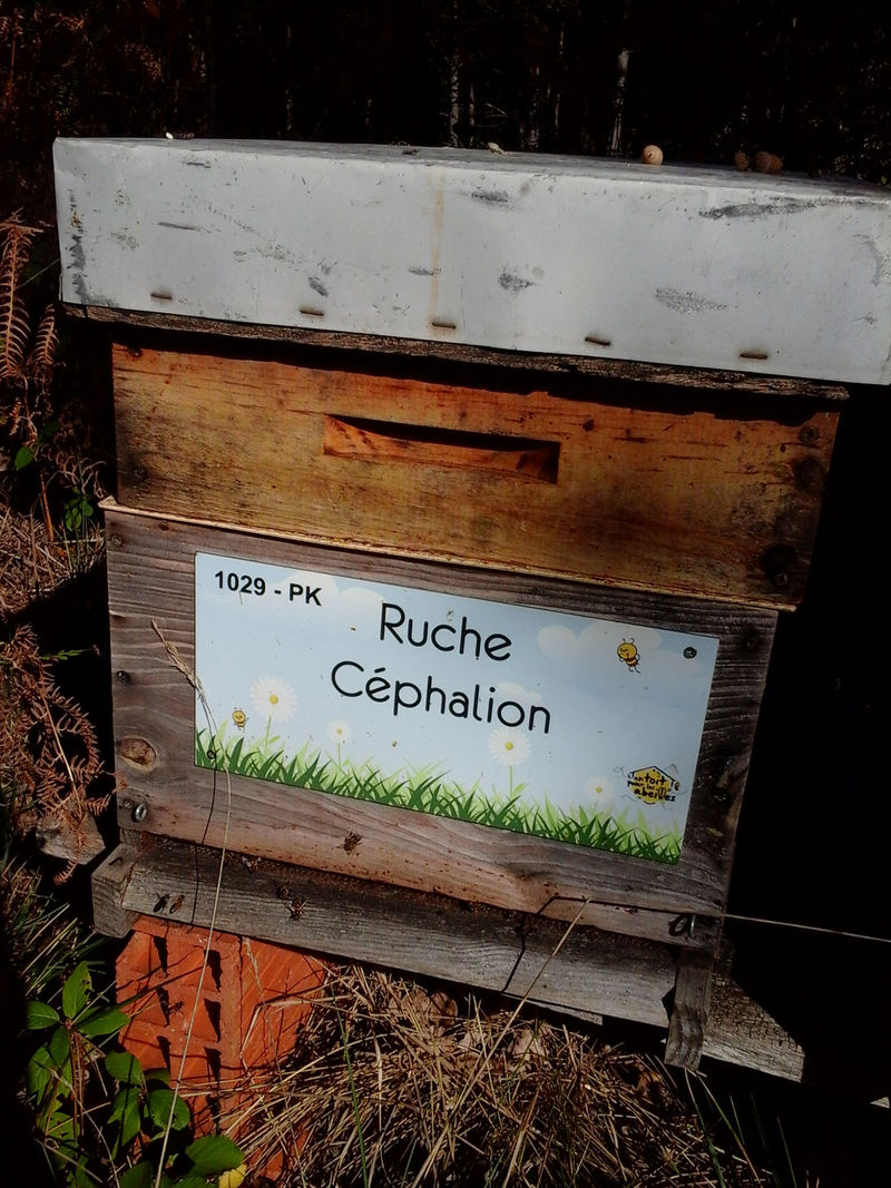 La ruche Céphalion