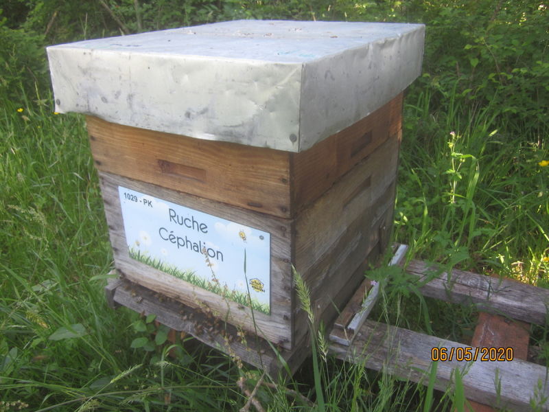 La ruche Céphalion