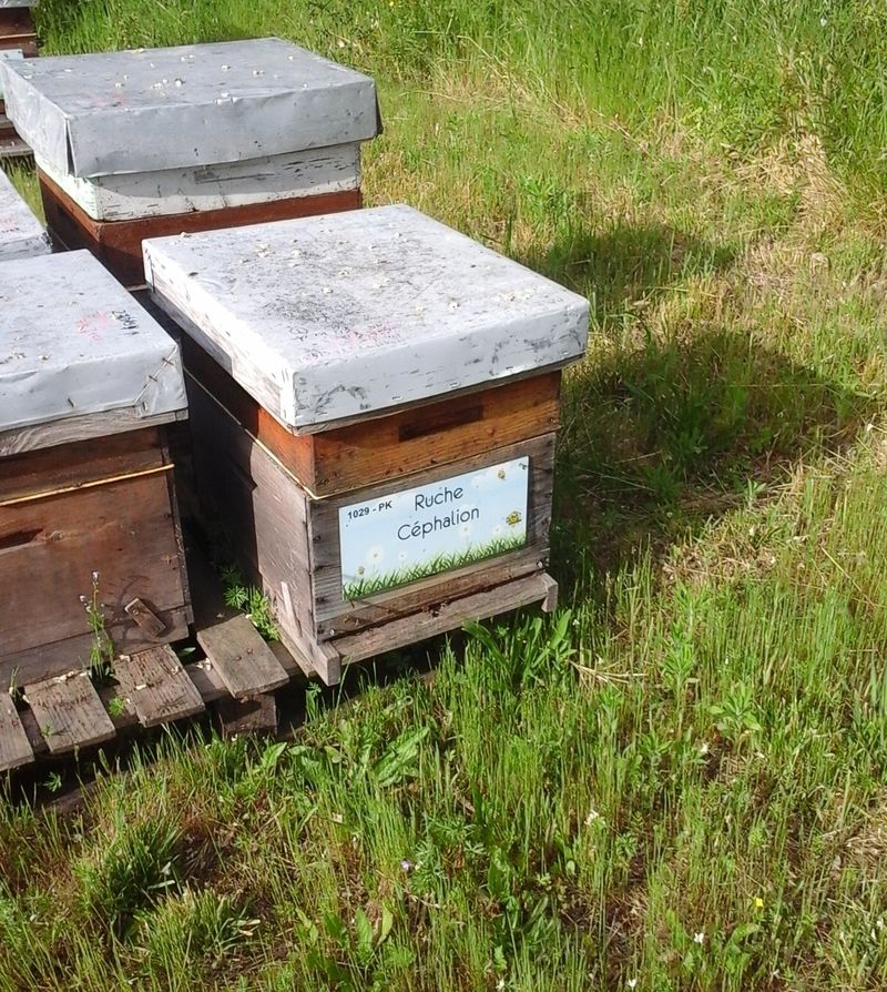 La ruche Céphalion