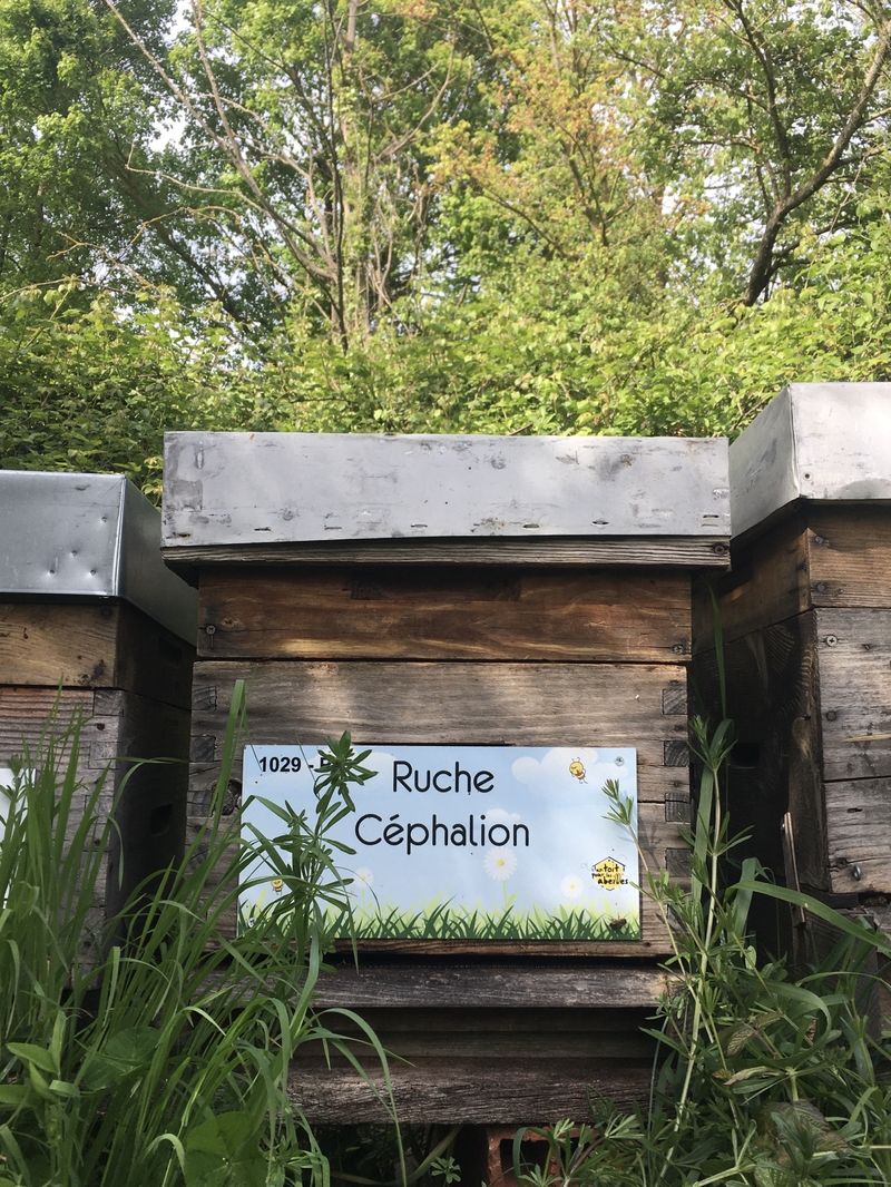 La ruche Céphalion