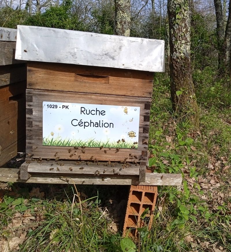 La ruche Céphalion