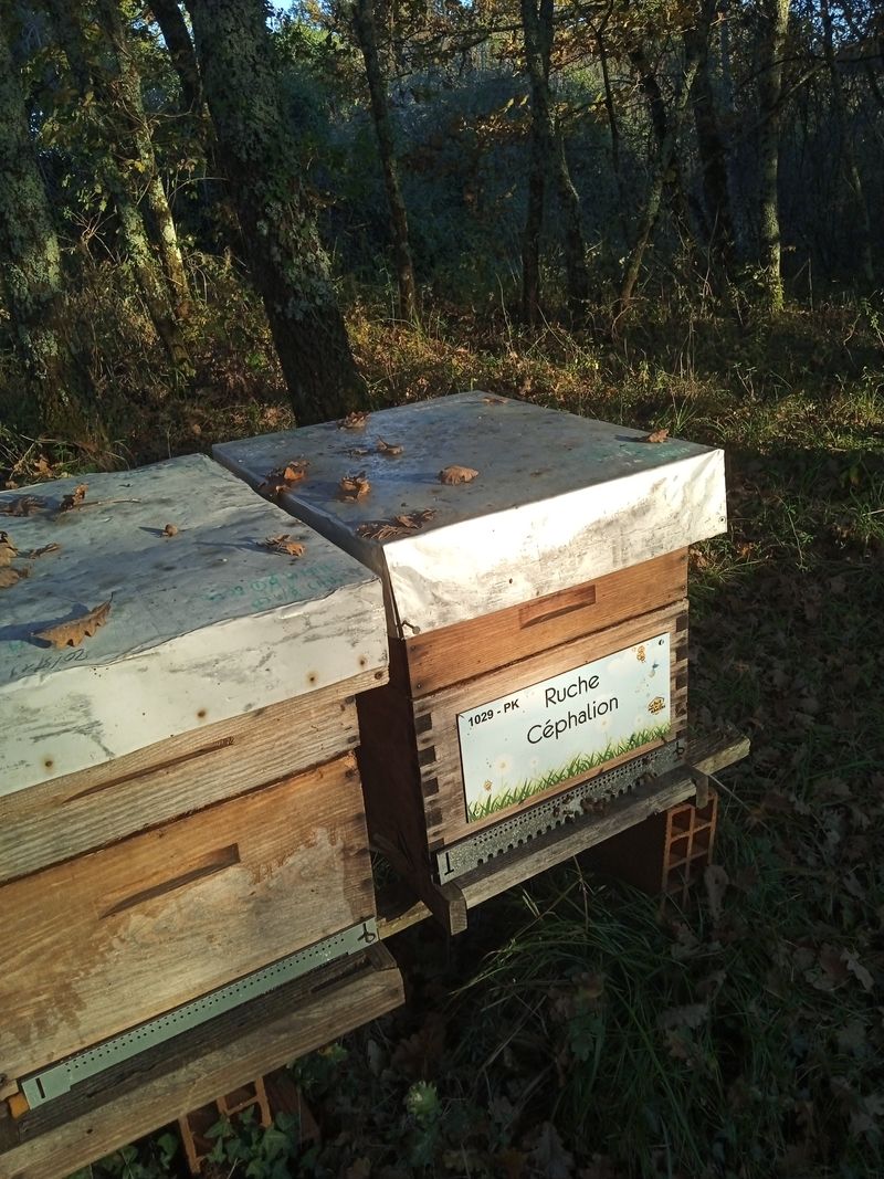 La ruche Céphalion