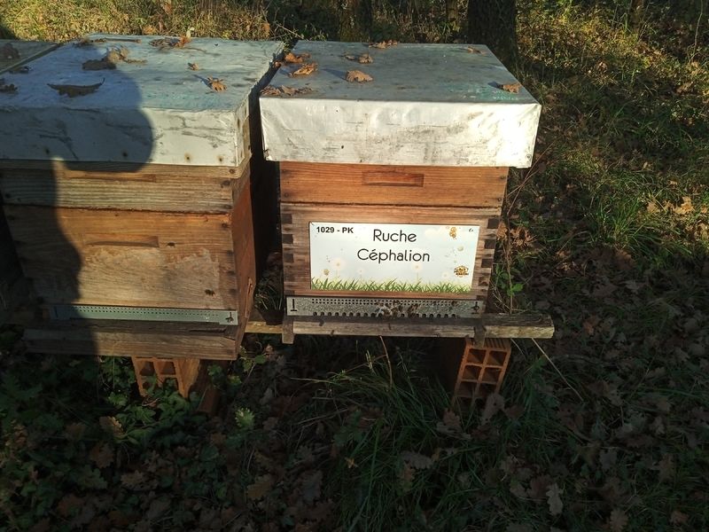 La ruche Céphalion