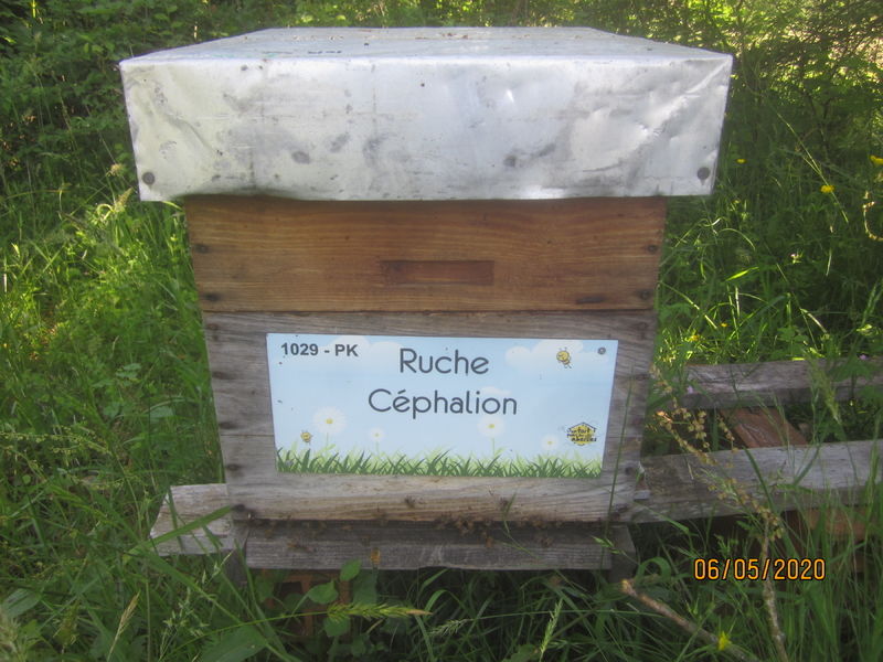 La ruche Céphalion