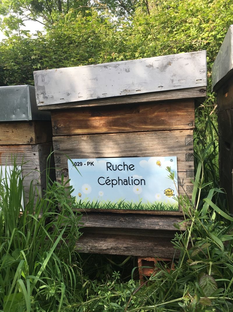 La ruche Céphalion