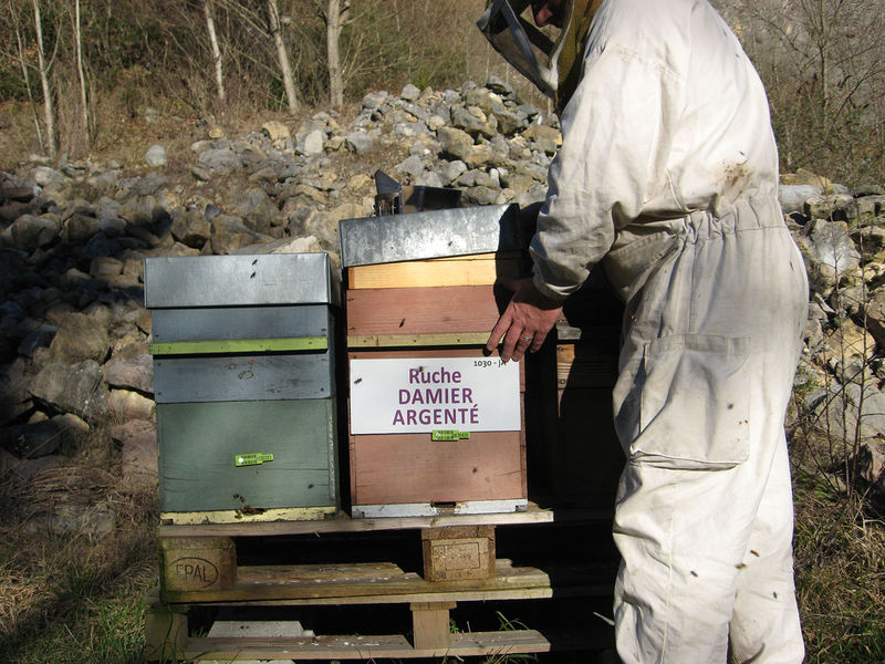 La ruche Damier argente