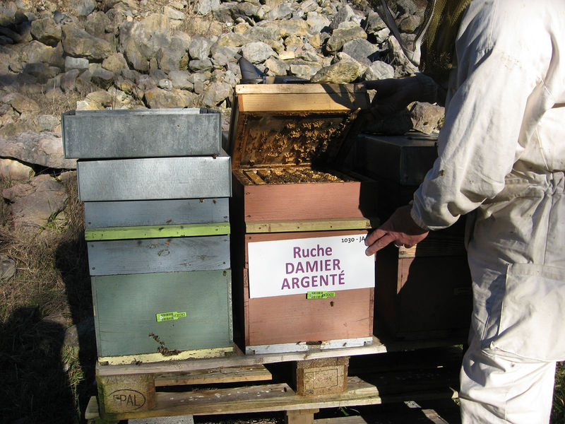 La ruche Damier argente