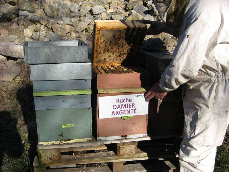 La ruche Damier argente