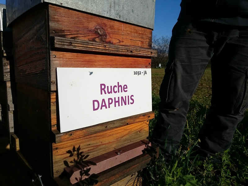 La ruche Daphnis